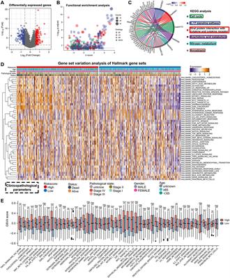 Integration of single-cell and bulk RNA-seq to establish a predictive signature based on the differentiation trajectory of M2 macrophages in lung adenocarcinoma